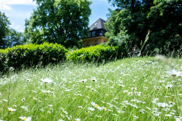 Summer Flower Meadow in front of Haus Marteau