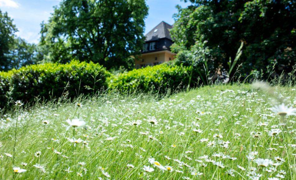 Sommerliche Blumenwiese vor Haus Marteau